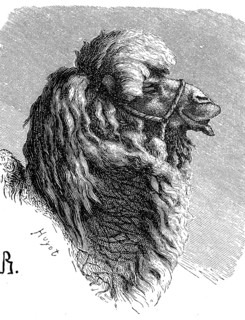 Bactrian camel, Camelus ferus, is a species of mammal from the camel family, illustration from