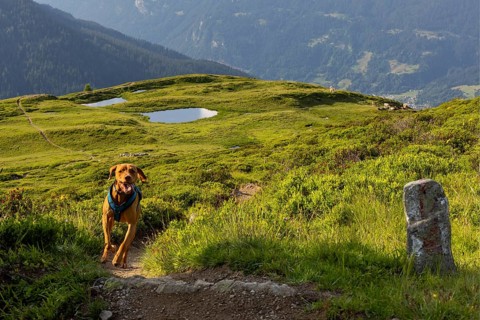 Vizslar male running on a trail in the Alps, behind Prättigau, Davos, Graubünden, Switzerland,