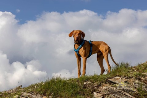 Vizsla male dog in the mountains, Flüela Pass, Grisons, Switzerland, Europe