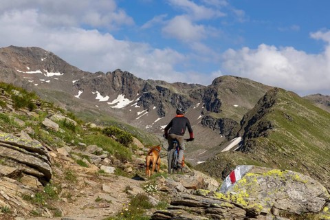 Mountain biker with traildog, man with Vizsla dog on a bike trail, Pischa, Flüela Pass, Grisons,