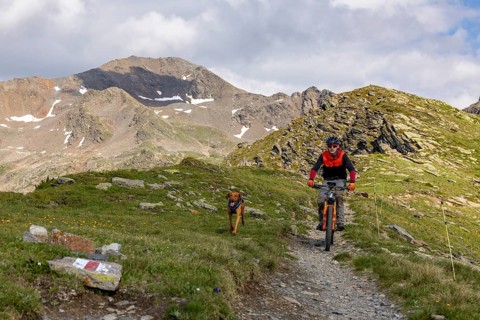 Mountain biker with traildog, man with Vizsla dog on a bike trail, Pischa, Flüela Pass, Grisons,