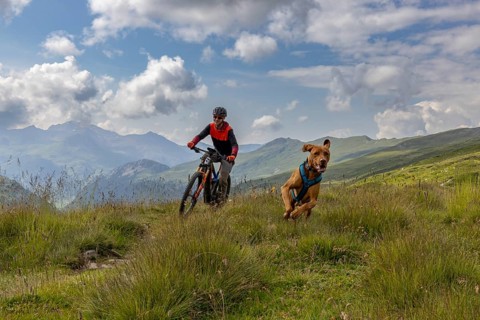 Mountain biker with traildog, man with Vizsla dog on a bike trail, Pischa, Flüela Pass, Grisons,
