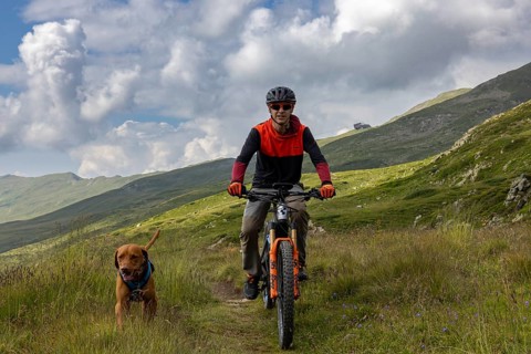 Mountain biker with traildog, man with Vizsla dog on a bike trail, Pischa, Flüela Pass, Grisons,
