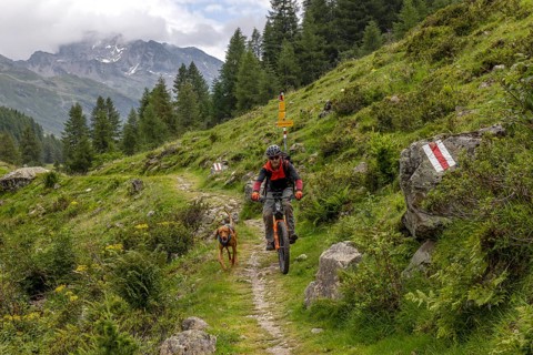 Mountain biker with traildog, man with Vizsla dog on a bike trail, Pischa, Flüela Pass, Grisons,