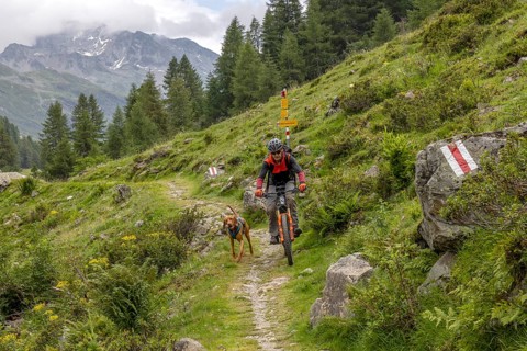 Mountain biker with traildog, man with Vizsla dog on a bike trail, Pischa, Flüela Pass, Grisons,