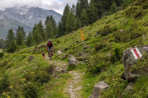 Mountain biker with traildog, man with Vizsla dog on a bike trail, Pischa, Flüela Pass, Grisons,