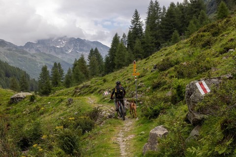 Mountain biker with traildog, man with Vizsla dog on a bike trail, Pischa, Flüela Pass, Grisons,