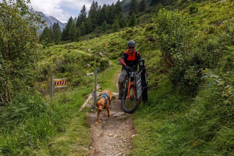 Mountain biker with traildog, man with Vizsla dog on a bike trail, Pischa, Flüela Pass, Grisons,