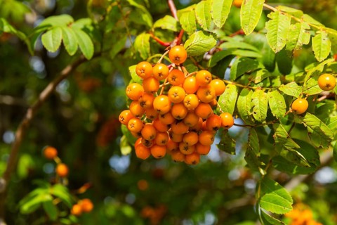 Rowanberry trees near Liebenau, Erzgebirge, Liebenau, Saxony, Germany, Europe