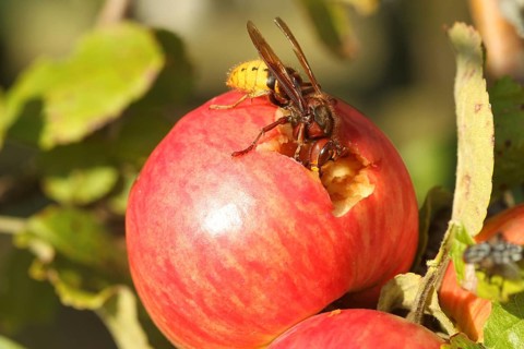 European hornet (Vespa crabro) licking juice from the wound of a ripe apple, Lower Austria,