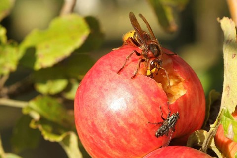 European hornet (Vespa crabro) licks juice from the wound of a ripe apple, size comparison with