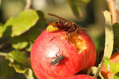 European hornet (Vespa crabro) licks juice from the wound of a ripe apple, size comparison with
