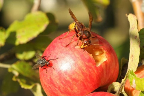 European hornet (Vespa crabro) licks juice from the wound of a ripe apple, size comparison with