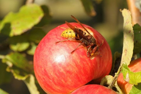 European hornet (Vespa crabro) licking juice from the wound of a ripe apple, Lower Austria,