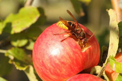 European hornet (Vespa crabro) licking juice from the wound of a ripe apple, Lower Austria,