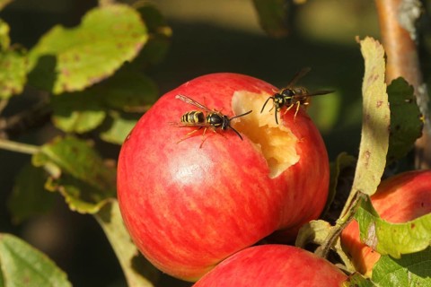 Saxon wasps (Dolichovespula saxonica) licking juice from the wound of a ripe apple, Lower Austria,