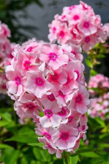Garden phlox (Phlox paniculata), Bavaria, Germany, Europe