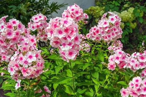 Garden phlox (Phlox paniculata), Bavaria, Germany, Europe