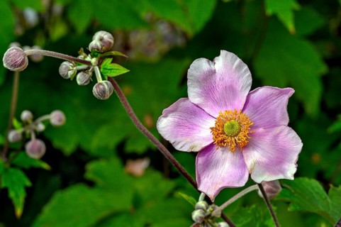 Chinese anemone (Anemone hupehensis), Germany, Europe