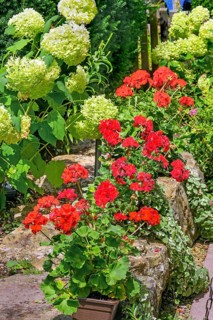 Geraniums (Pelargonium), and hortensias (Hydrangea), Germany, Europe