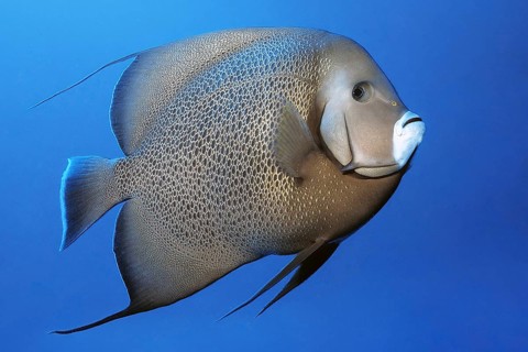 Gray angelfish (Pomacanthus arcuatus) swimming in front of blue sea water blue background,