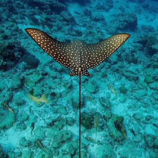 Top view of pattern back wings with white dots spots of Spotted eagle ray (Aetobatus ocellatus)