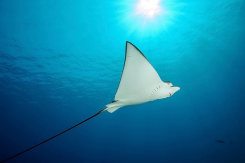 Spotted eagle ray (Aetobatus ocellatus) swimming in front of blue sea water blue background above