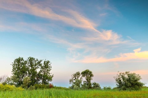 Willows (Salix), willow family (Salicaceae) in front of coloured clouds, Lake Constance,