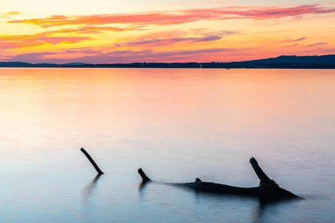 Tree trunk in the water in front of sunset, Lake Constance, Langenargen, Baden-Württemberg,