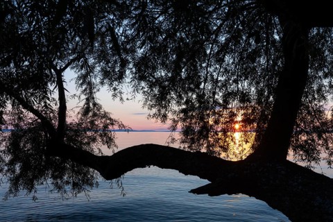 Willow (Salix), willow family (Salicaceae) in front of sunset, Lake Constance, Langenargen,