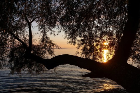 Willow (Salix), willow family (Salicaceae) in front of sunset, Lake Constance, Langenargen,
