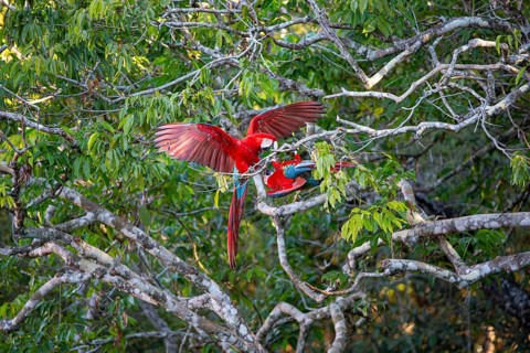 Red-and-green macaw (Ara chloropterus) Buraco das Araras Brazil