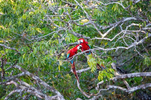 Red-and-green macaw (Ara chloropterus) Buraco das Araras Brazil