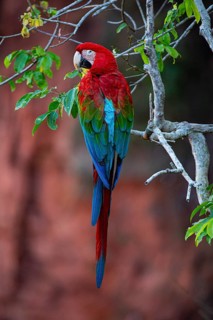 Red-and-green macaw (Ara chloropterus) Buraco das Araras Brazil