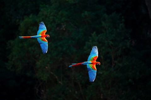 Red-and-green macaw (Ara chloropterus) Buraco das Araras Brazil