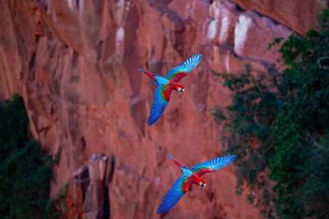 Red-and-green macaw (Ara chloropterus) Buraco das Araras Brazil