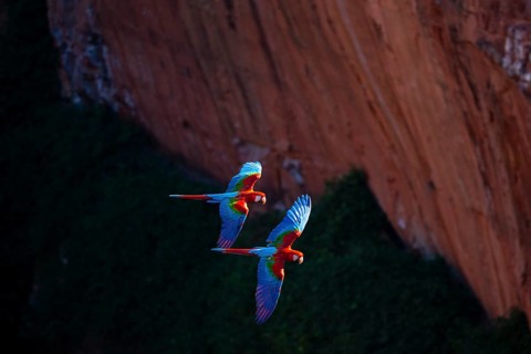Red-and-green macaw (Ara chloropterus) Buraco das Araras Brazil