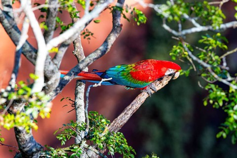 Red-and-green macaw (Ara chloropterus) Buraco das Araras Brazil