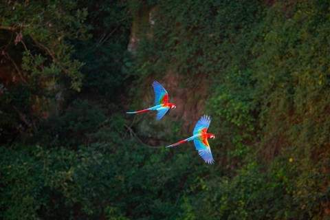 Red-and-green macaw (Ara chloropterus) Buraco das Araras Brazil