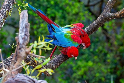 Red-and-green macaw (Ara chloropterus) Buraco das Araras Brazil