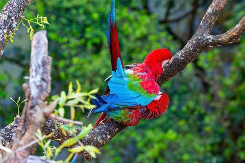 Red-and-green macaw (Ara chloropterus) Buraco das Araras Brazil