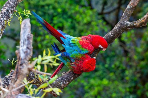 Red-and-green macaw (Ara chloropterus) Buraco das Araras Brazil