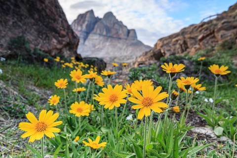 Yellow wildflowers in front of mountains, Arnica, Arnica angustifolia, Uummannaq, West Greenland,