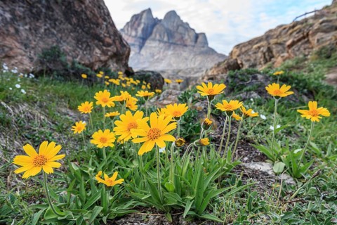 Yellow wildflowers in front of mountains, Arnica, Arnica angustifolia, Uummannaq, West Greenland,