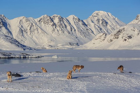 Greenland dogs, huskies, in front of fjord and snowy mountains, sunny, winter, Arctic, Kulusuk,