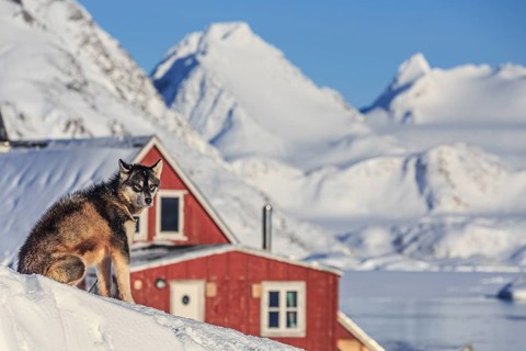Greenland dog, husky in front of house and snowy mountains, sunny, Inuit settlement, winter,