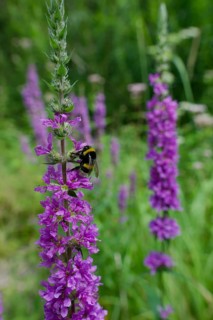 Bumblebee on the flower of Purple loosestrife (Lythrum salicaria), summer, August,