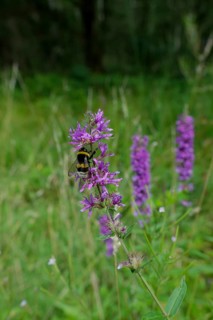 Bumblebee on the flower of Purple loosestrife (Lythrum salicaria), summer, August,