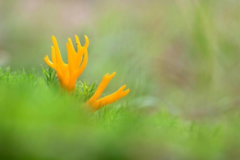 Yellow stagshorn (Calocera viscosa), fruiting body between moss, Kellerwald, Hesse, Germany, Europe