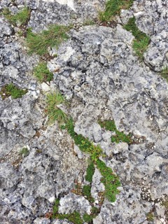 A rocky ground surface with different sizes of stones and pebbles as a background. Small plants can